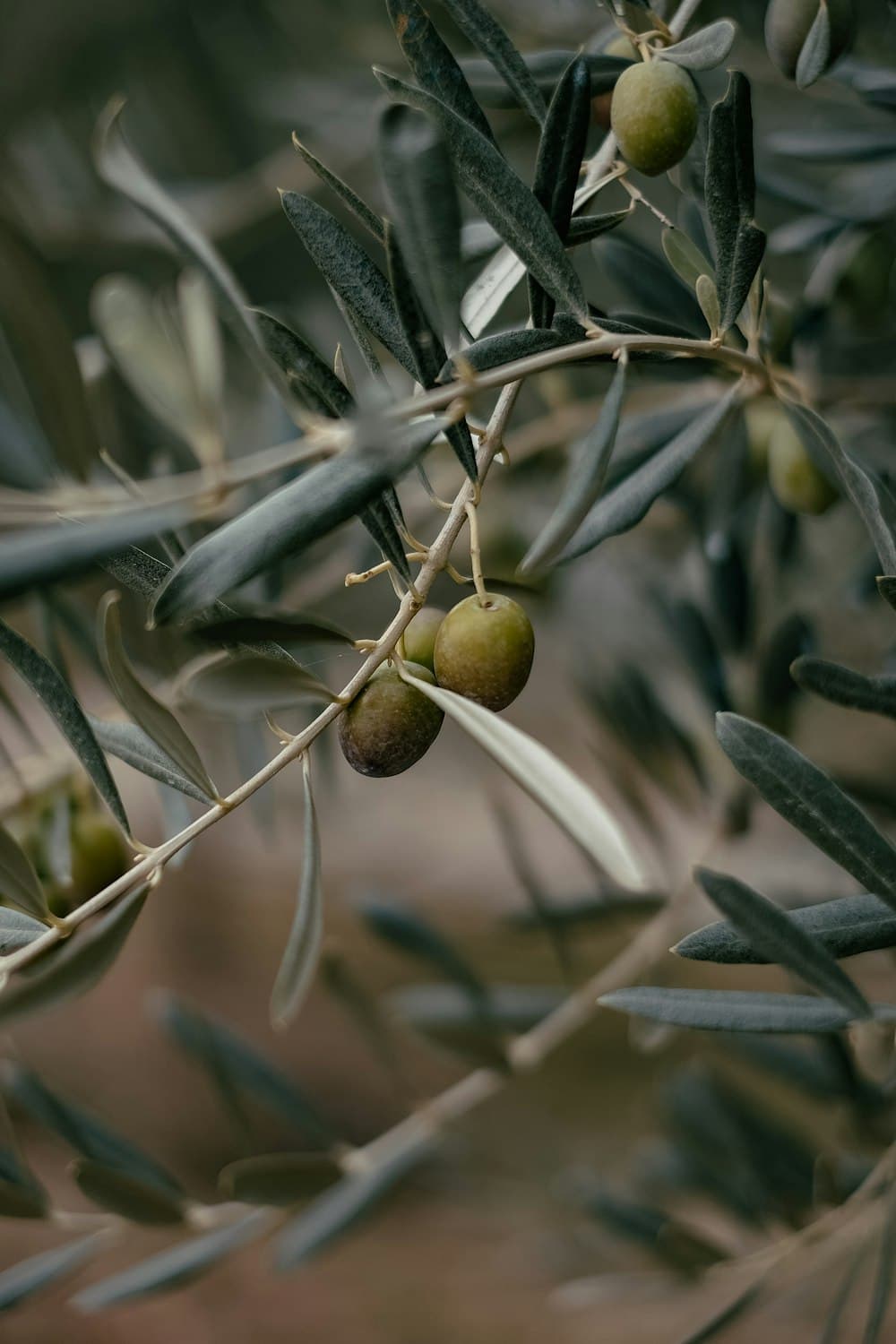 Manasor Zeytinler - Kırma Yeşil Zeytin (Doğal Fermente)